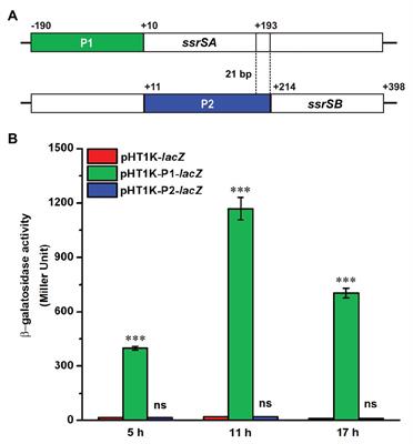 6S-1 RNA Contributes to Sporulation and Parasporal Crystal Formation in Bacillus thuringiensis